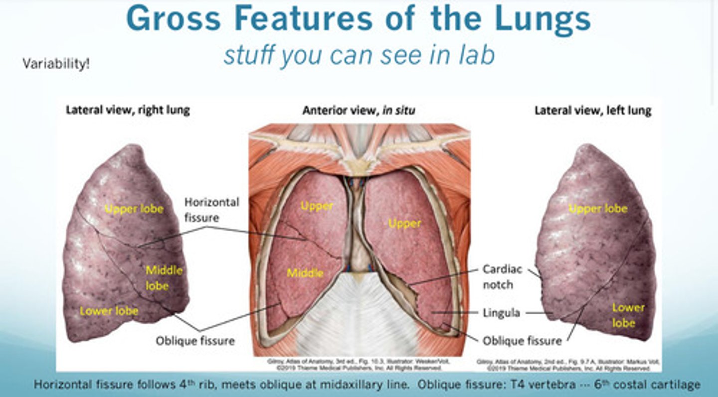 <p>right lung: has 3 lobes —&gt; upper, middle, lower and 2 fissures —&gt; horizontal and oblique</p><p>left lung: has 2 lobes —&gt; upper and lower and 1 fissures —&gt; oblique</p>