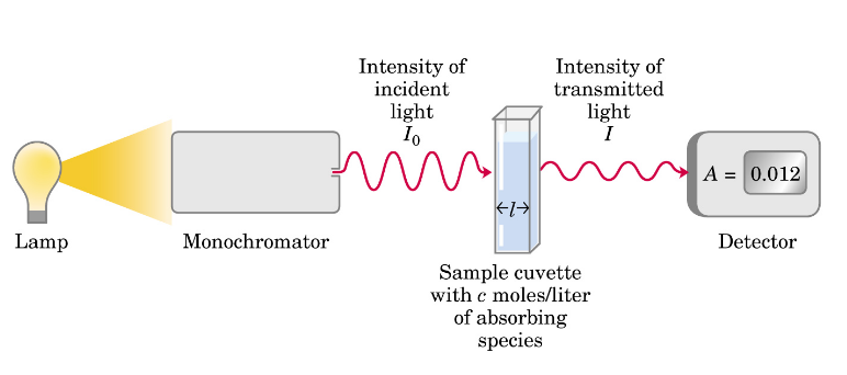 <p>Beer’s Law (A=εcl)</p>