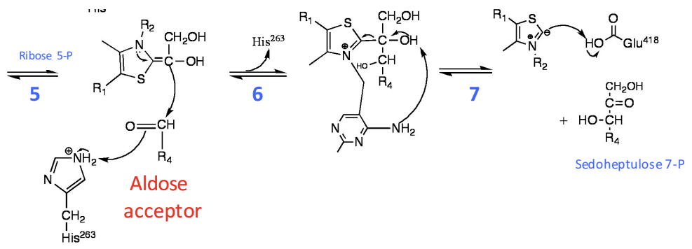 <p>In the transketolase reaction, what leads to the severing of sedoheptulose from TPP?</p><p>a) The transaldolase, and not the transketolase reaction, is bound to sedoheptulose</p><p>b) The pyrimidine ring of TPP deprotonates the C2-hydroxyl</p><p>c) A Glutamate deprotonates the C2-hydroxyl</p><p>d) The YLID resonance severs the bond</p><p>e) The pyrimidine ring of TPP deprotonates the C3 hydroxyl</p>