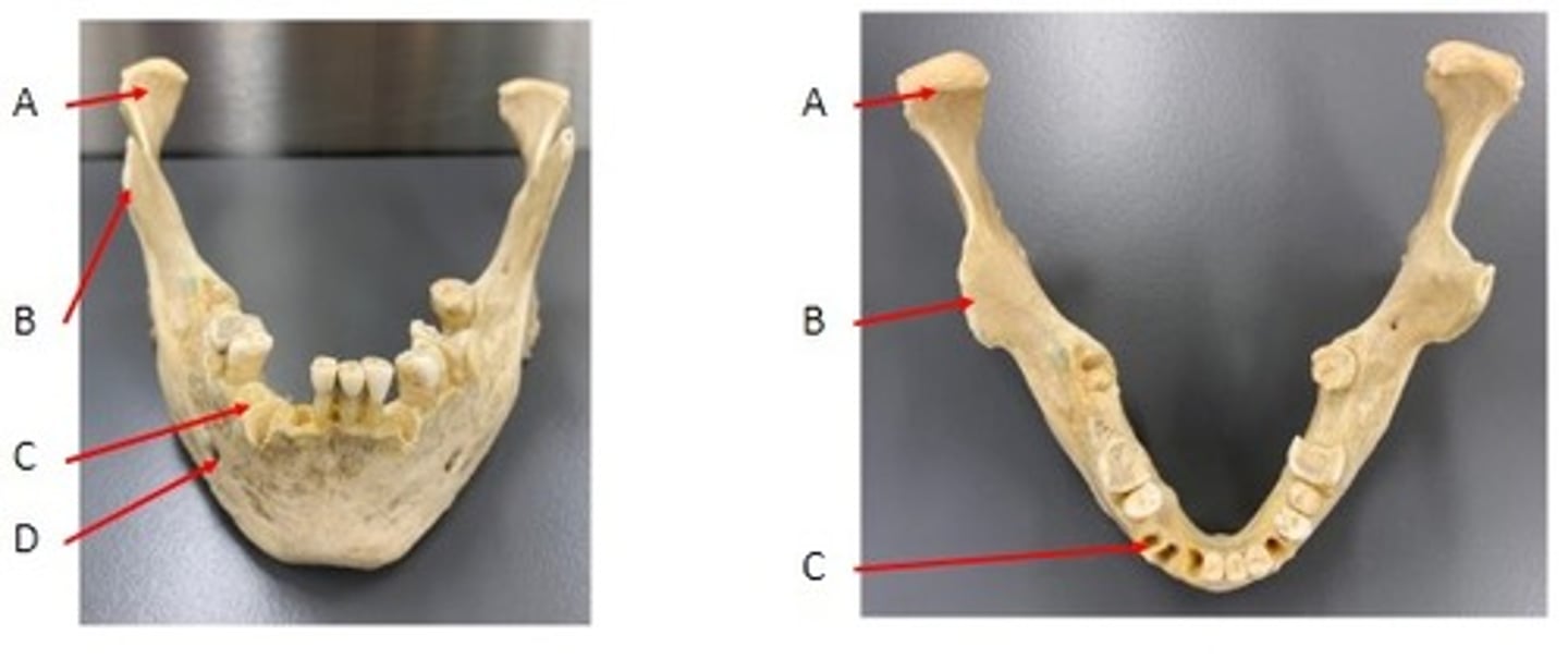 <p>Identify</p>