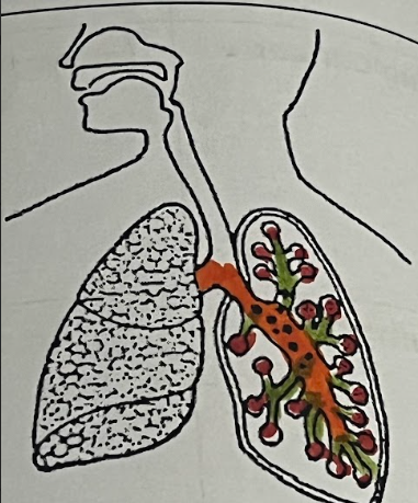 <p>Bronchi, Bronchioles &amp; Alveoli</p>