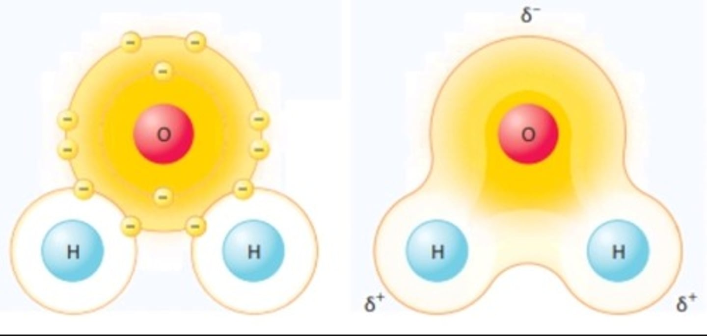 <p>A covalent bond in which electrons are not shared equally<br>e.g. H2O</p>