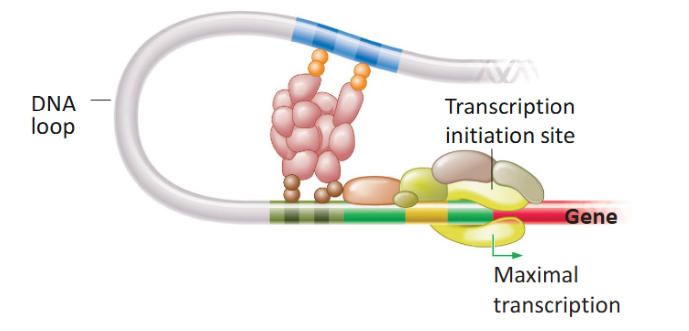 <p>A large assembly of proteins that serves as a physical bridge that connects transcriptional activators bound to enhancer regions. By doing so, they form a loop in DNA, which activates transcription to the highest level, where RNA polymerase II can transcribe the gene sequence multiple times.</p>