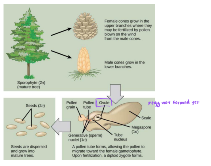 <p>life cycle of a conifer (gymnosperm)</p>