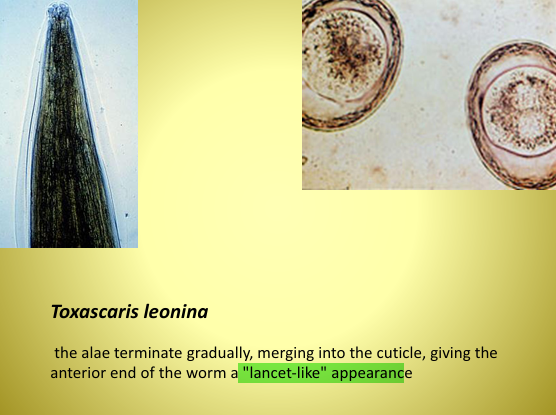 <ol><li><p><em><u>Toxascaris leonina</u></em></p></li><li><p>Small Intestine</p></li><li><p>Dogs, Cats, Wild felids &amp; Canids</p></li><li><p>“Lancet-like” appearance</p></li></ol><p></p>