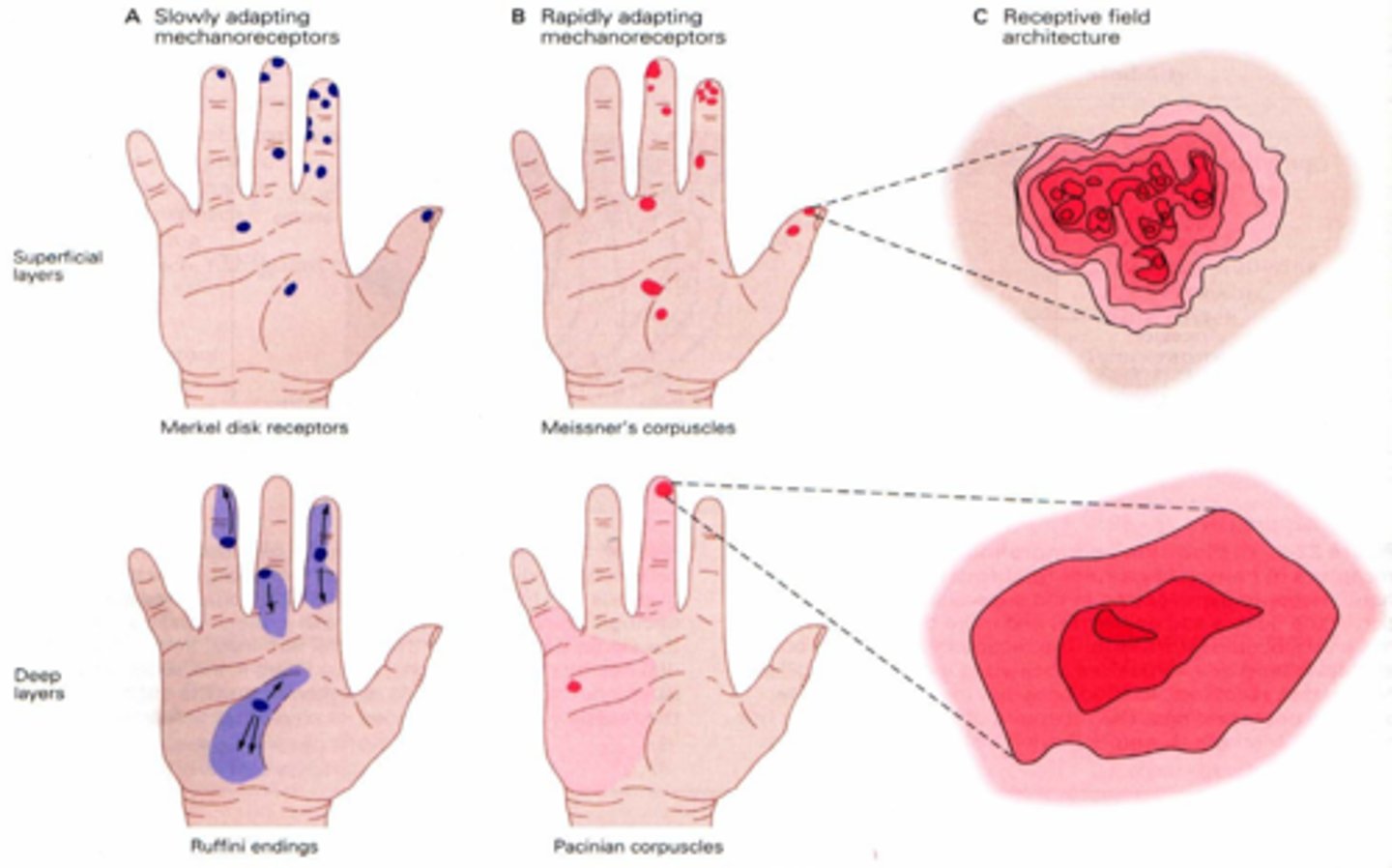 <p>Using the two-point discrimination test you can fairly accurately determine whether you have been touched with one point or two because of the density of the receptor fields</p>