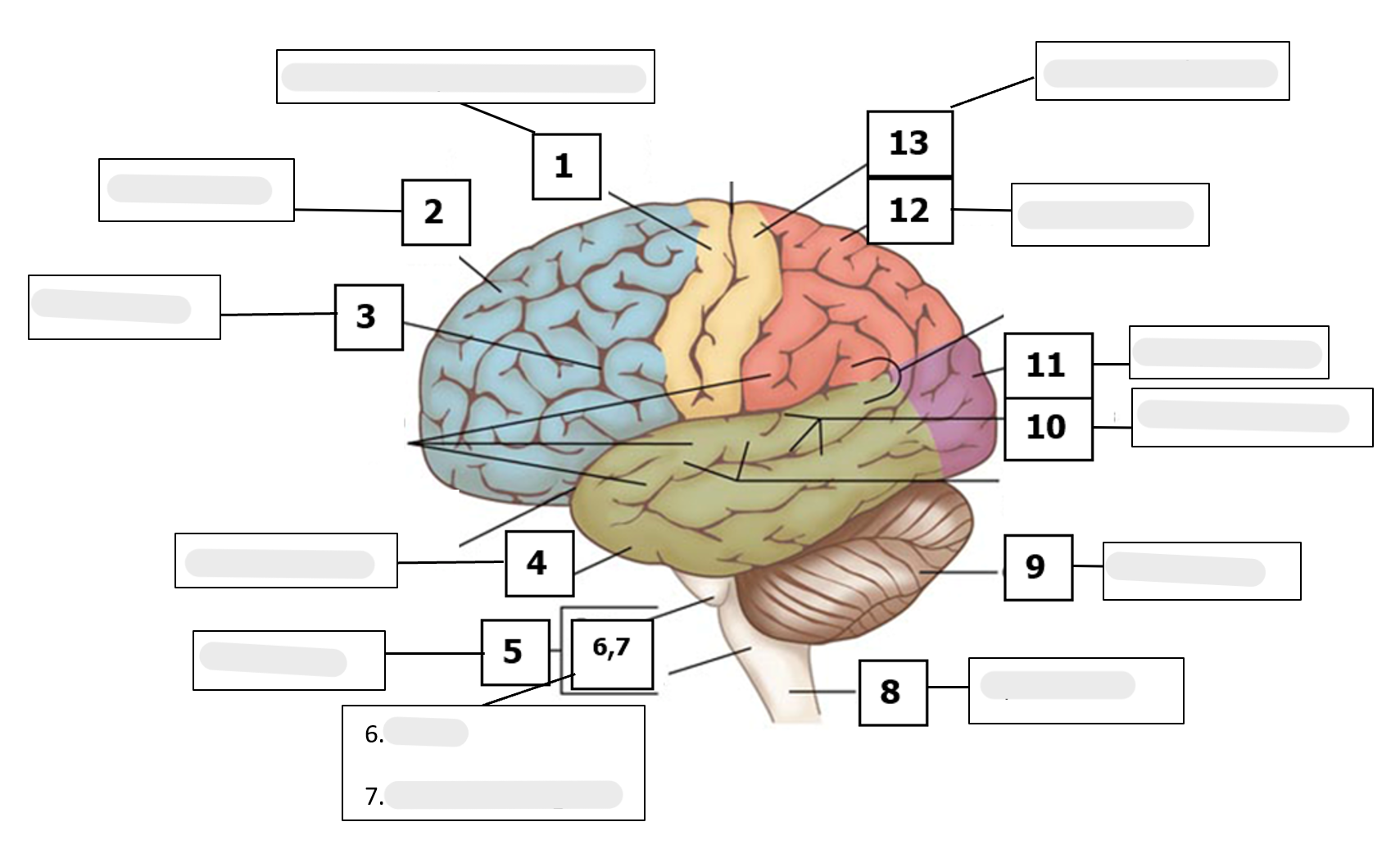 <ul><li><p>What is #5 on the diagram?</p></li><li><p>What is its physiological function?</p></li></ul><p></p>
