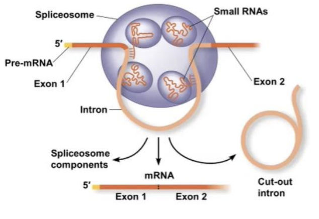 <p>spliceosomes</p>