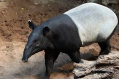 <p>tapir</p>