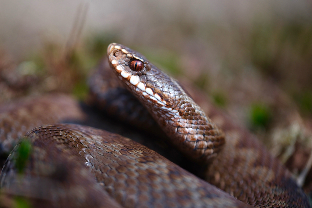 <p>Żmija zygzakowata</p>