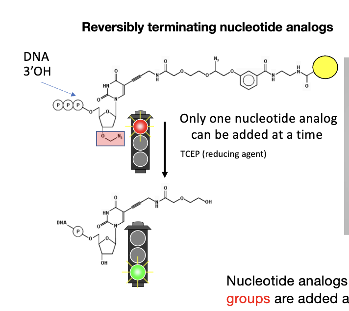 <ul><li><p>steps: 3) massively parallel sequencing of clusters</p></li><li><p>nucleotide analogs w/ cleavable fluorophore and terminating groups are added and then terminator/dye are cleaved each cycle</p></li></ul><p></p>