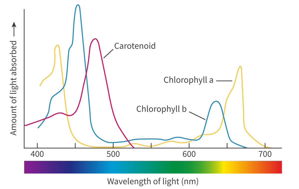 <p>Photosynthetic pigments<span> are specialized molecules that </span>absorb light energy <span>and convert it into chemical energy during photosynthesis.</span></p><p><span>The&nbsp;</span>electromagnetic (EM) spectrum<span>&nbsp;is the range of frequencies and wavelengths of electromagnetic radiation emitted from the sun. The different photosynthetic pigments, such as chlorophyll <em>a</em> and <em>b </em>as well as xanthophyll and the carotenoids, all absorb and reflect different wavelengths of light. The wavelengths reflected give the pigments their colour. the structure of the pigments allows an electron within the molecule to jump form one energy level up to a higher level (excited) using energy obtained by absorbing a photon of light which are then used to power the light-dependent stage. Those electrons are replaced with the electrons released from the photolysis of water.</span></p><p>only specific wavelengths of light have the amount of energy needed to raise an electron to a higher energy level and only those wavelengths are absorbed and the others are reflected. </p><p><span>The wavelengths of light absorbed by each pigment can be represented in a graph known as an&nbsp;</span>absorption spectrum<span> (light absorbed plotted against the wavelength of light). it also indicates the ware of photosynthesis are the different wavelengths of light (high percentage of light absorption meaning photosynthesis is also high)</span></p>