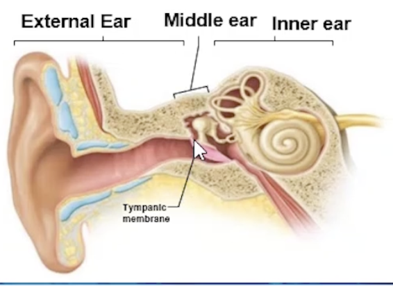 <p>External → hearing</p><p>Middle → hearing<br>Internal → hearing and balance</p>