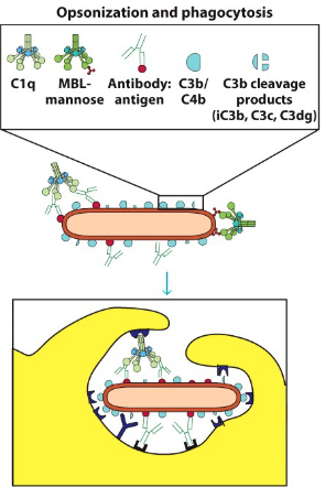 <p>- Phagocytes have receptors for C3b</p><p>- Opsonization of pathogen → more readily taken up by phagocytosis (i.e. C3b binds to pathogen then phagocyte)</p><p>- Note: opsonization can occur via complement deposition and/or antibodies (phagocytes also have receptors for antibodies)</p>
