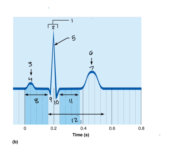 <p>11</p>