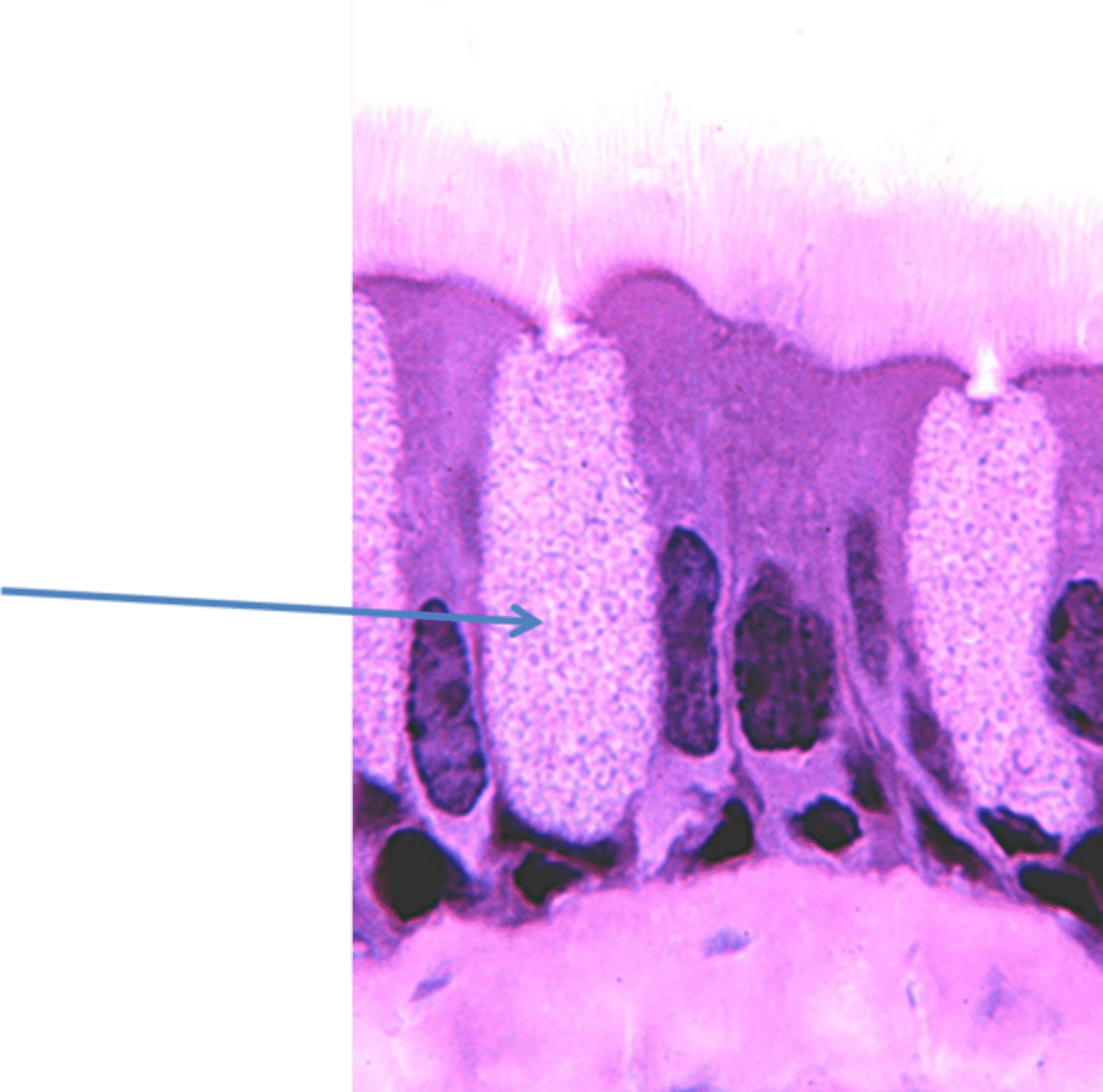 <p>Identify this specific cell type. This cell is also known as a goblet cell.</p>