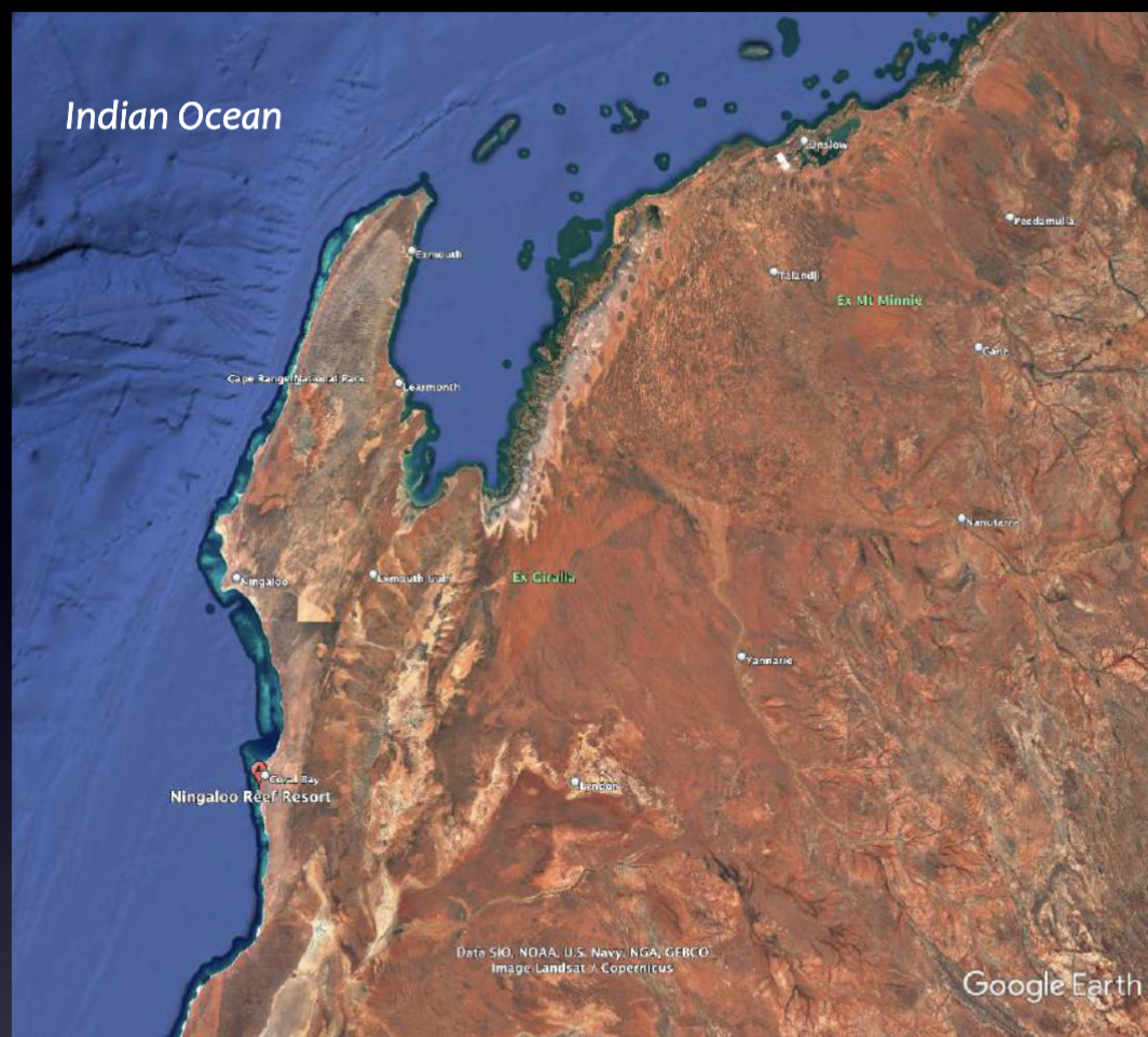 <p>A reef that may connect directly to land with a non-existent or shallow back reef; located nearshore</p><ul><li><p>The most common reef type</p></li><li><p>Living organisms are concentrated on the seaward edge of reef</p></li></ul>