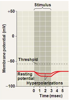 <p>a shift towards a more negative membrane potential caused by increased permeability of potassium channels</p>