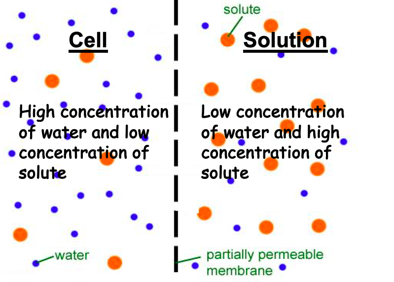 <p>The solution has a <strong>higher</strong> concentration of solute than the cell or solution that it is being compared to.</p>