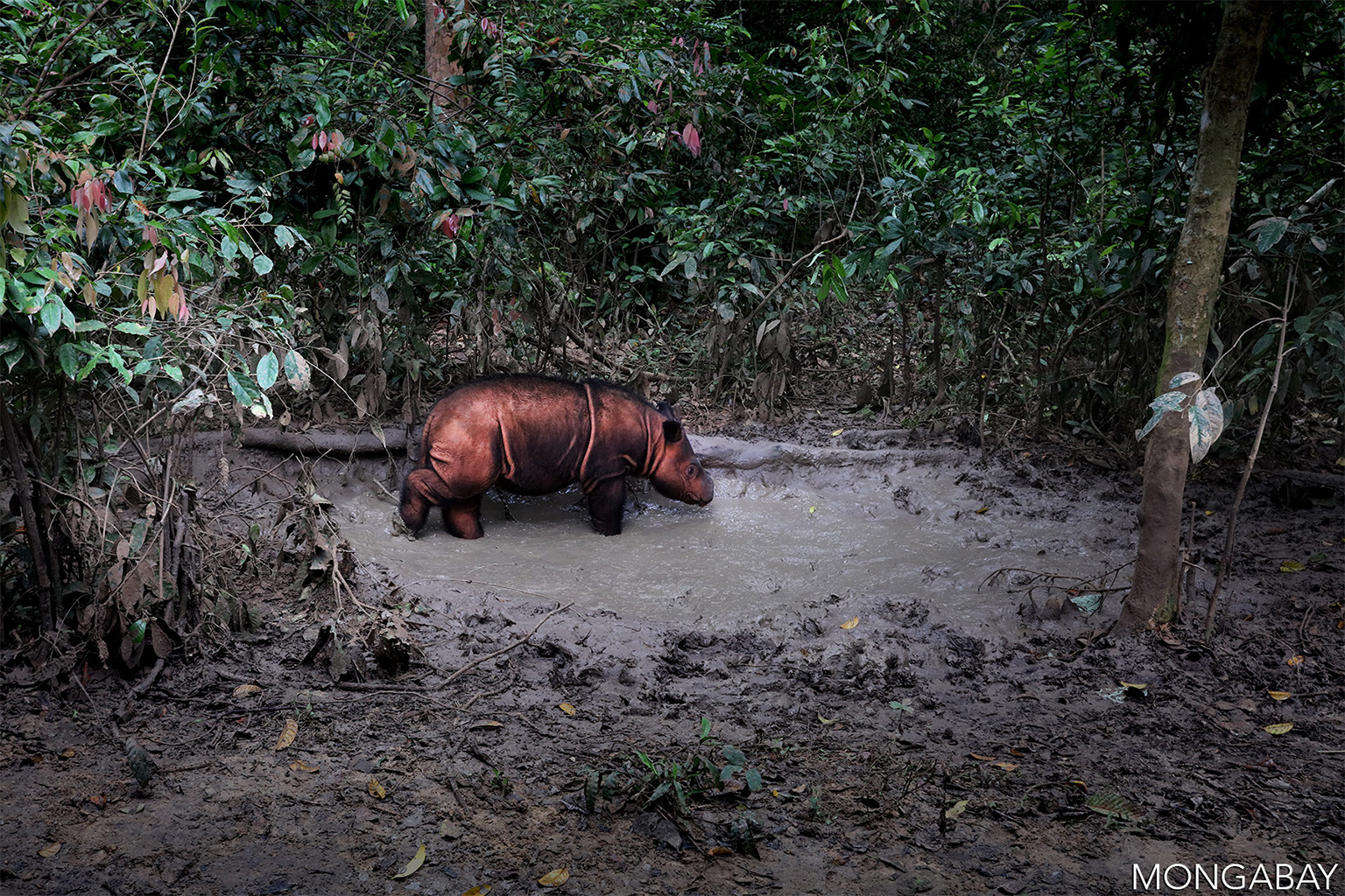 <p>Scat sampling is a type of sampling where animal droppings are collected and analysed. This provides information on species abundance and diet. Scat sampling is used to sample elusive species, such as Sumatran rhinos (<span><span>Dicerorhinus sumatrensis).</span></span></p>