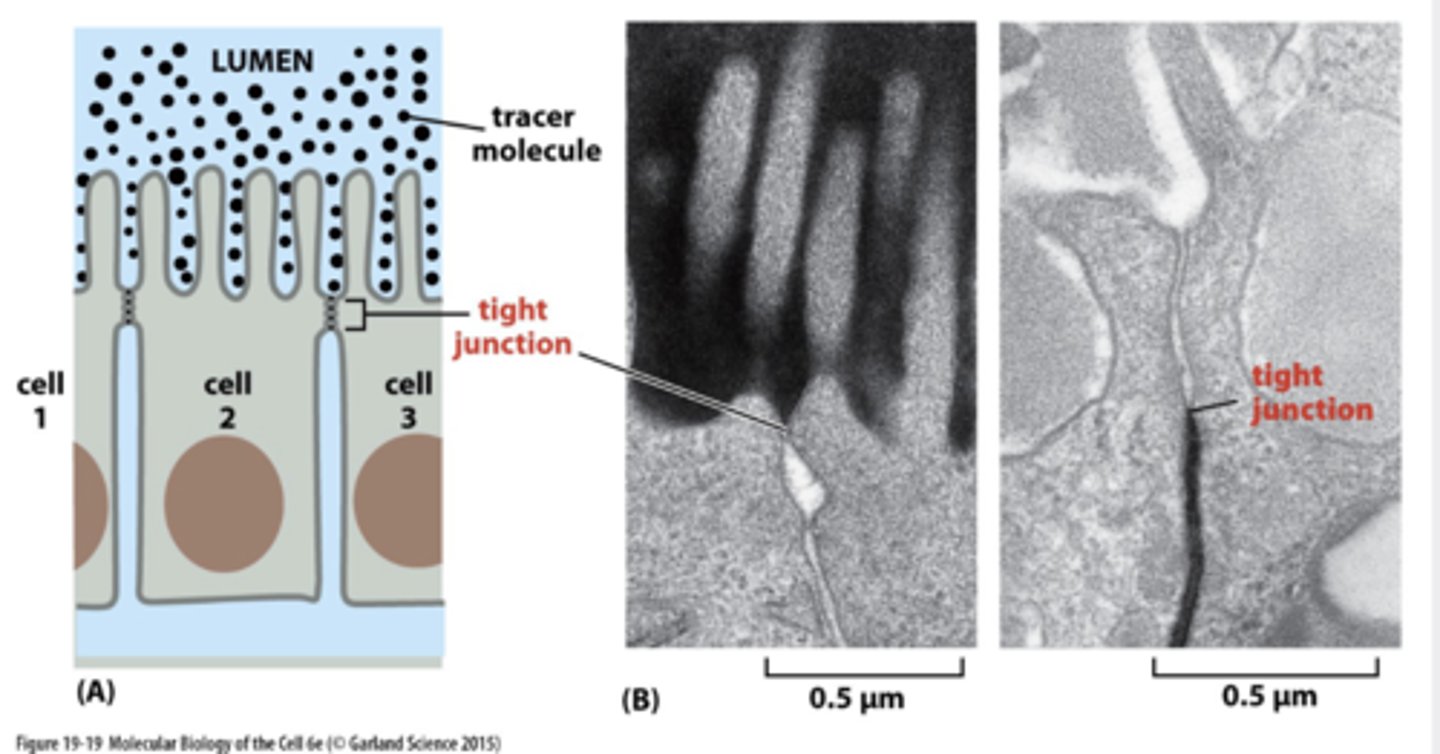 <p>movement of substances between epithelial cells</p>