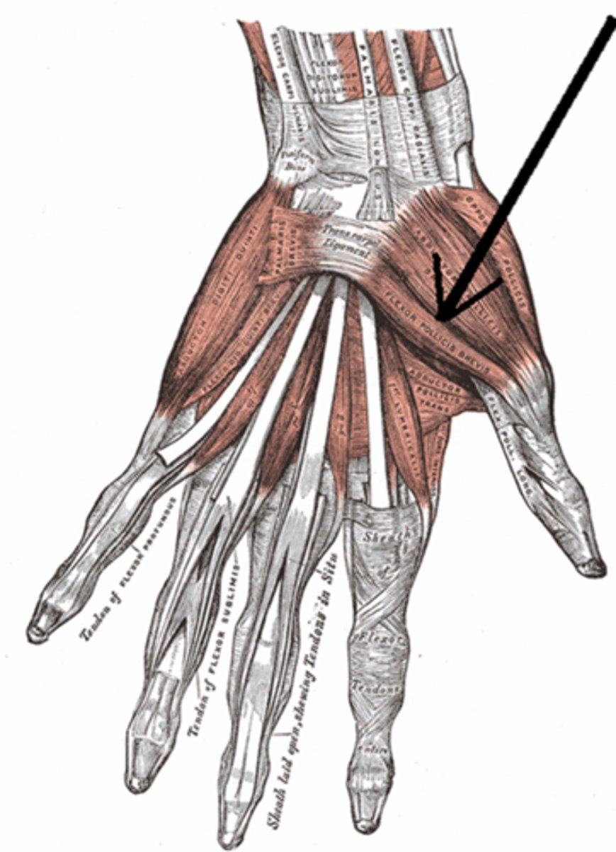 <p>Proximal phalanx of thumb (lateral side)</p>