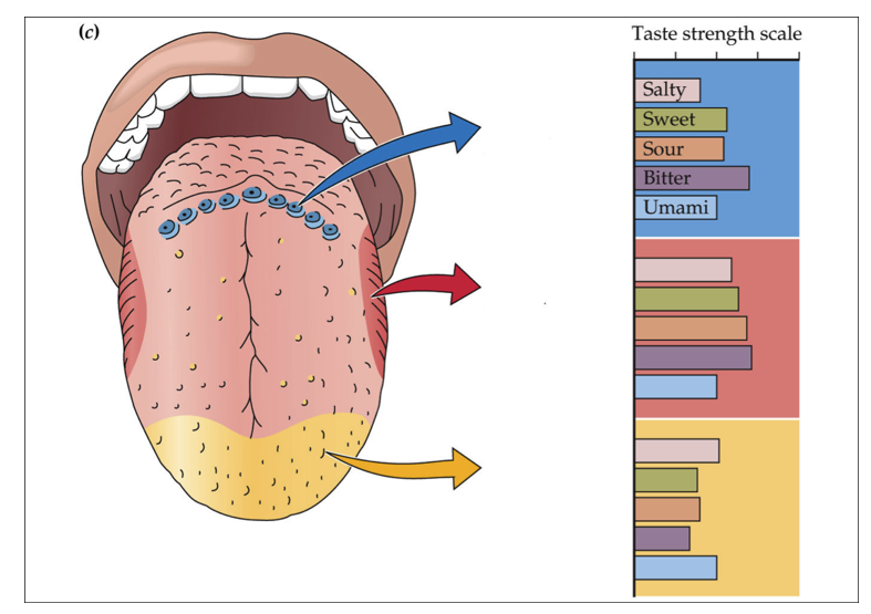 <p>Label the tongue surface from top to bottom (Blue, red, yellow)</p><p>Page 38 (last page)</p>
