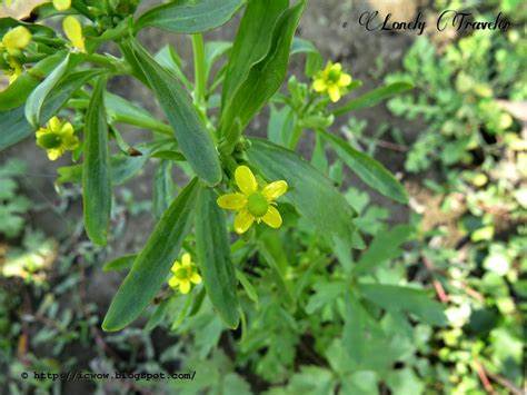 Family: Ranunculaceae

SN: Ranunculus sceleratus