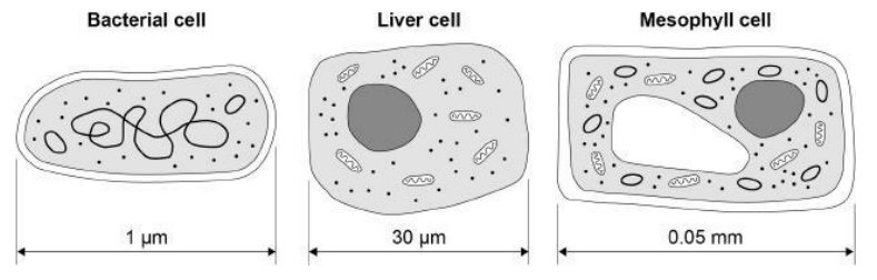 <p>The diagram below shows three types of cell.</p><p>Give three differences between the prokaryotic cell and the eukaryotic cells in the diagram above.</p>