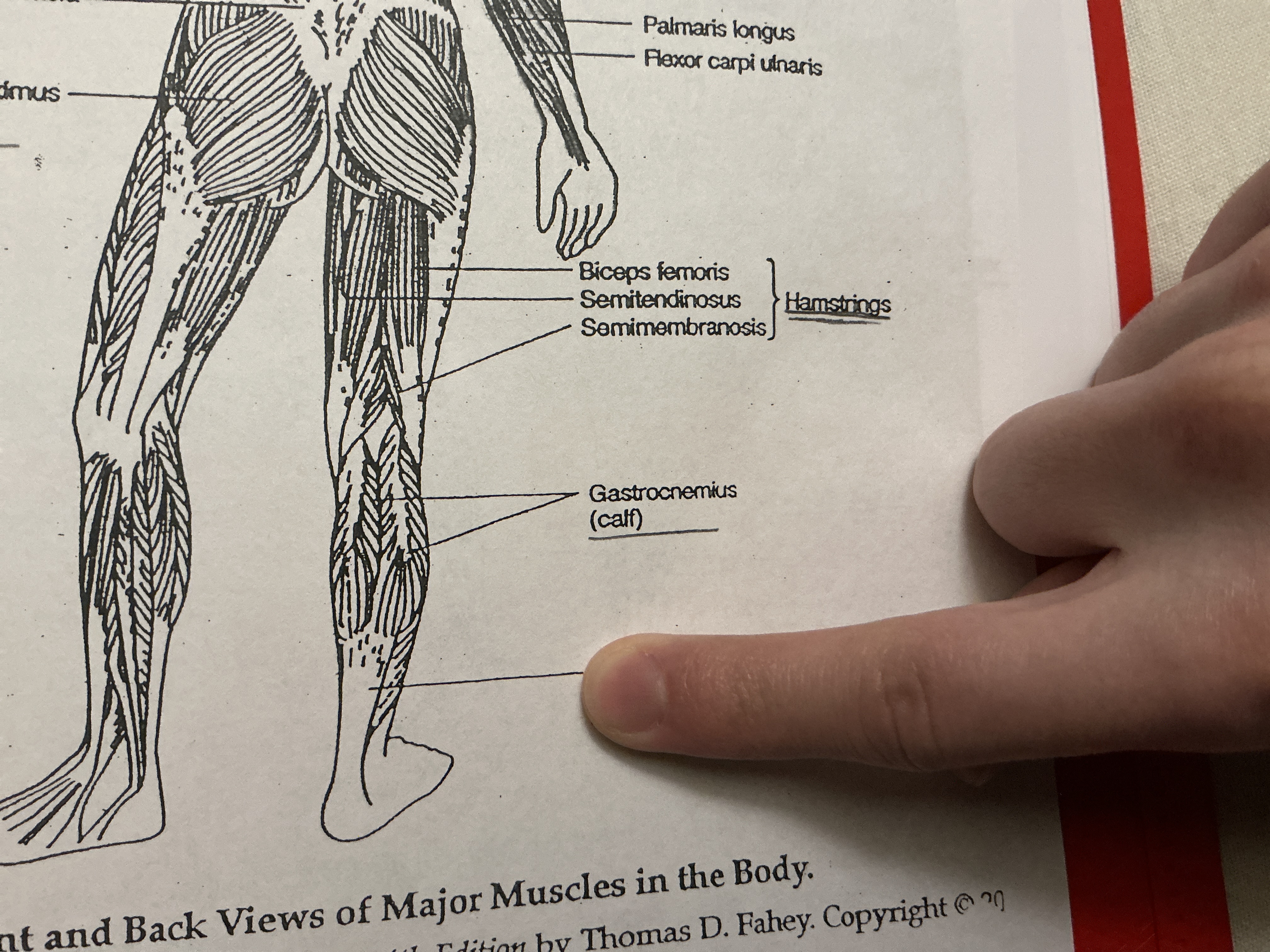 <p>the thick, strong tendon that connects the calf muscles (gastrocnemius and soleus) to the heel bone (calcaneus). It plays a crucial role in walking, running, and jumping by allowing the foot to push off the ground.</p>
