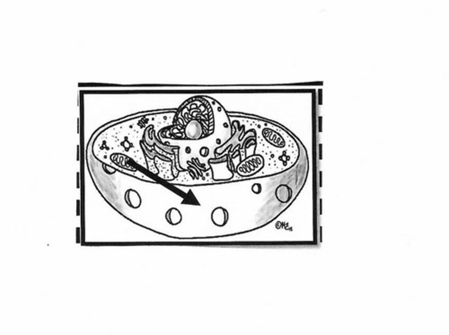 <p>Cell membrane</p>