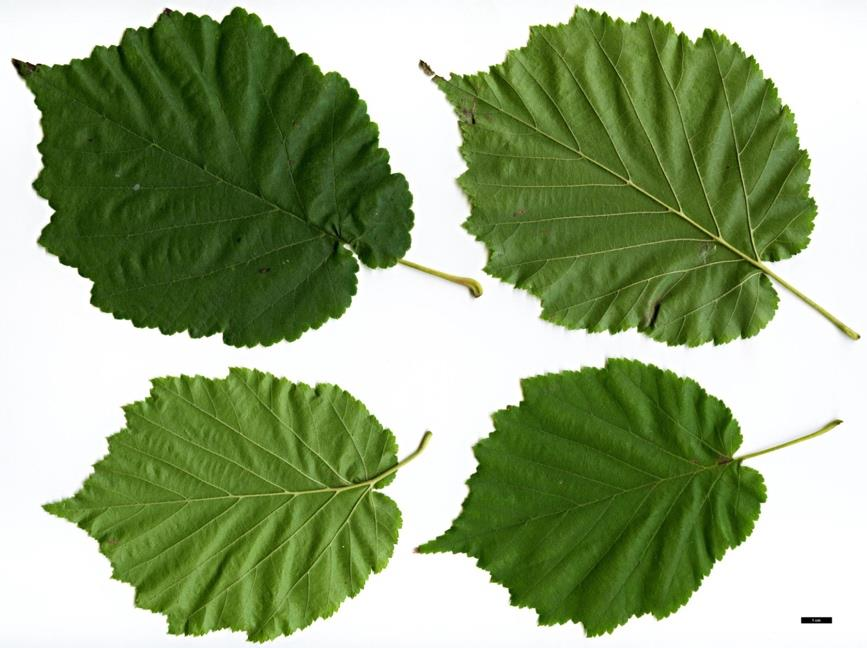 <p><em>Corylus colurna</em></p>