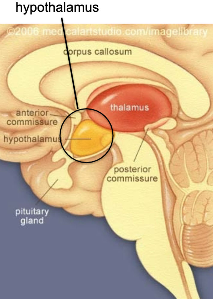 1. Main visceral control center of the body
2. Regulates many activities
- Controls autonomic nervous system
- Regulates body temperature
- Regulates hunger/thirst
- Regulates sleep-wake cycles
- Controls endocrine system
- Controls emotional responses
- Formation of memory