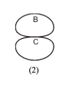 <p>C on this microtubule is the what?</p>