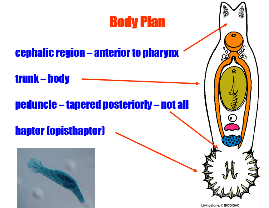 <p>cephalic region, trunk, penduncle (in some, not all), and haptor</p>