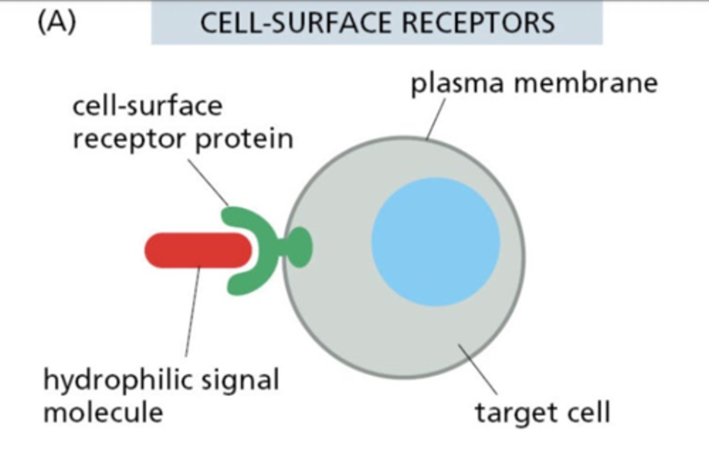 <p>They are hydrophilic and cannot cross membranes, so they bind extracellular receptors</p>