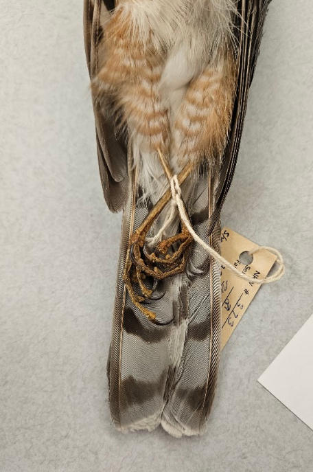 <p>the rectrices (tail feathers) are all the same length</p>