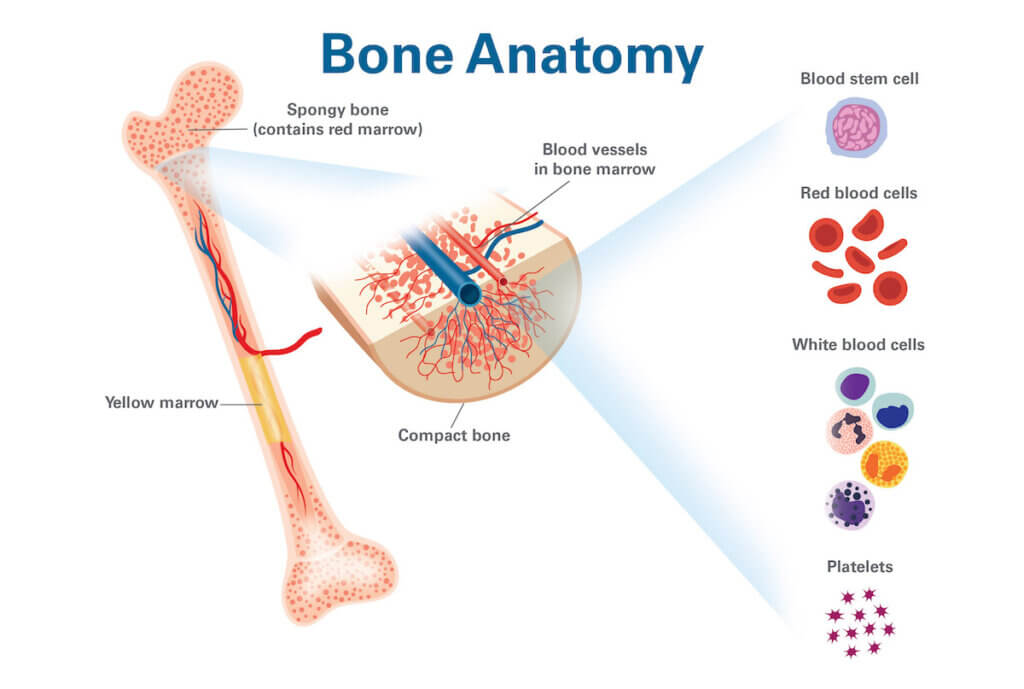 <p>It is the <strong>source of B lymphocytes</strong> and is sometimes called the <strong>bursa equivalent</strong>.</p>