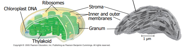 <p>Flattened membrane sacs within chloroplasts where light reactions occur.</p>