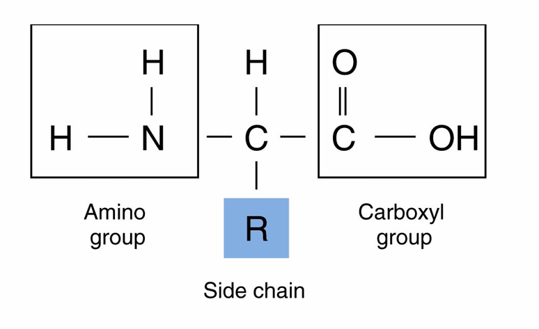 <p>– The monomers that make up proteins</p><p>– Most organisms use only 21 amino acids in the synthesis of proteins</p><p>– Side groups affect how amino acids interact with one another and how a protein interacts with other molecules</p><p>– A covalent bond (<span style="color: red"> </span>is formed between amino acids by dehydration synthesis reaction</p><p><span style="color: blue"><strong><u>***** (OH) hydroxyl can run dehydration synthesis******</u></strong></span></p>