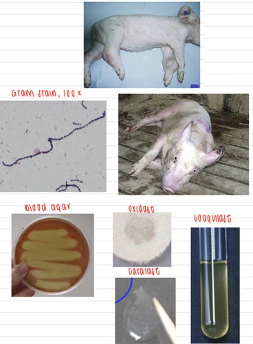 <p>a pig comes into the vet showing these signs. We take samples, and isolate them on non-enriched media (no growth), blood agar, and MacConkey agar (no growth). we also stain using the gram method and perform oxidase, catalase, and coagulase tests. Here are the results.</p><p>What is the diagnosis?</p>