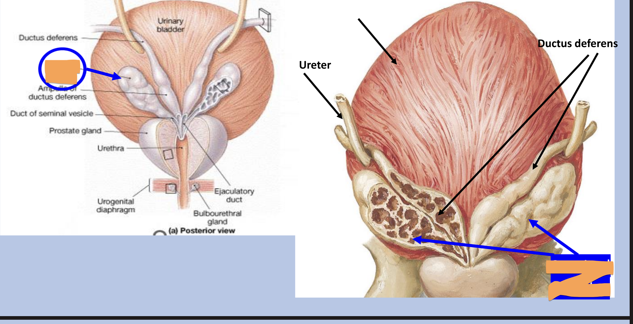 <p>location</p><ul><li><p>posterior to the bladder near its base</p></li></ul><p>structure</p><ul><li><p>glandular organs</p></li><li><p>contain smooth muscle which contracts to release fluid from the glands</p></li></ul><p>function</p><ul><li><p>produce an<strong> alkaline</strong> secretion rich in<strong> fructose</strong> (sugar) used to provide energy for sperm (makes up 60% of seminal fluid)</p></li><li><p>secrete<strong> prostaglandins</strong> that are capable of causing uterine contractions to help sperm move through this organ</p></li></ul><p></p>