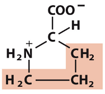 <p>Which amino acid is this?</p>