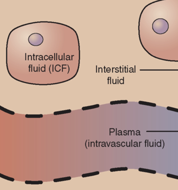 <p>Fluid Component of blood (within blood vessels)</p>