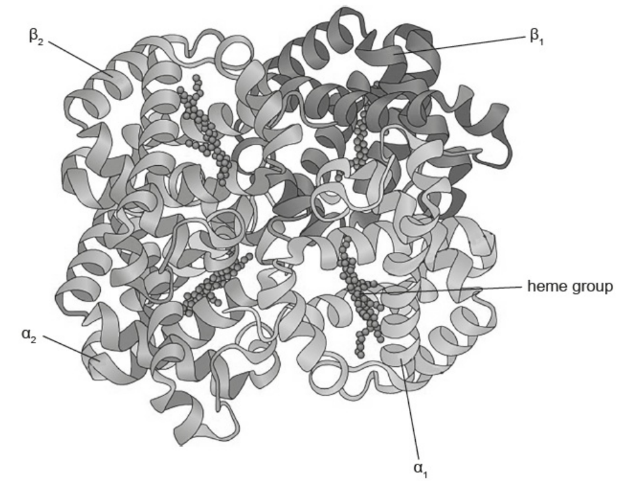 <p>The image shows the structure of the protein hemoglobin</p><p>What level of protein structure bonds the α and β chains together?</p>