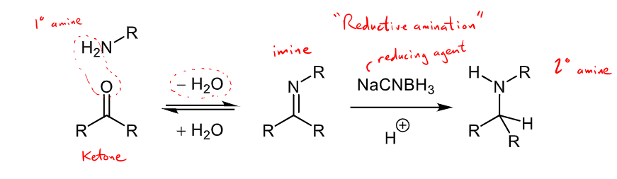 <ul><li><p>imines being reduced to form amines </p></li><li><p>reductive amination forms an amine from and aldehyde/ketone through an intermediate imine </p></li><li><p>NaBH4 or NaCNBH3 can be used as reducing agents </p></li><li><p>the secondary amine produced can then react with another aldehyde/ketone to form a tertiary amine through another reductive amination. </p></li></ul><p></p>