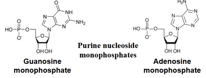 <p>purine nucleoside monophosphate synthesis via salvage pathways (summarized from extra information)</p>
