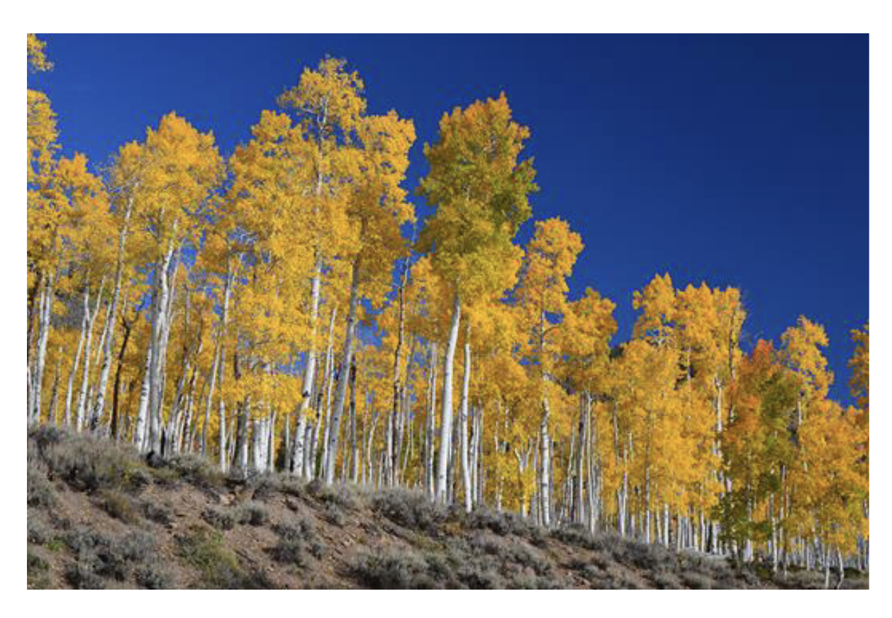 <p>Asexual reproduction</p>