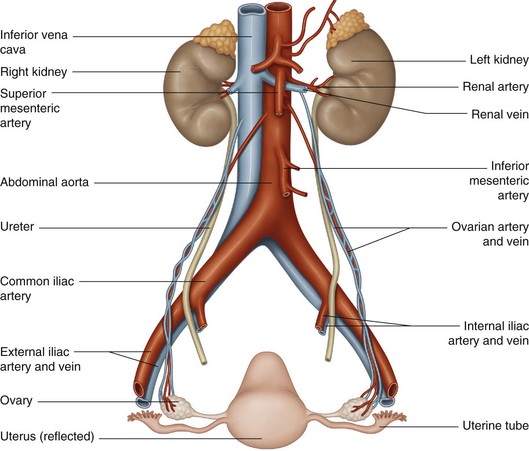 <p>Arteries that supply oxygenated blood to the ovaries.</p>