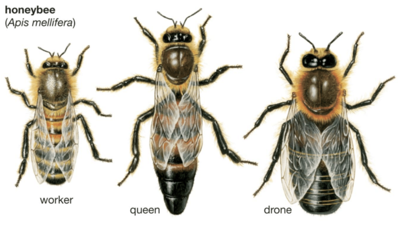 <ul><li><p>Queen Bee → single reproductive female in a hive/colony of honeybees</p></li><li><p>Worker Bee → female bees, not capable of reproduction that collect food and do all of the work for the hive</p></li><li><p>Drone Bee → male bees whose sole purpose is to mate with queen</p></li><li><p>Brood → the eggs, larvae and pupae of honeybees</p></li></ul><p></p>